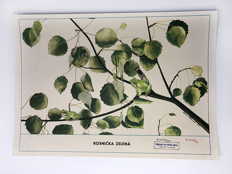 rosnicka zelena s